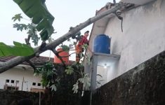 Pohon Setinggi 15 Meter Roboh Timpa Rumah Warga di Bogor, Ini Penyebabnya