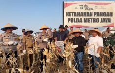 Polres Metro Bekasi Pananen Raya Jagung, Perkuat Ketahanan Pangan Nasional