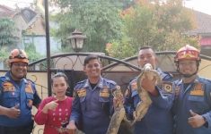 Heboh! Warga Bogor Kaget Temukan Sepasang Biawak Masuk Rumah Saat Sedang Memasak