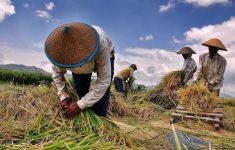 Kemarau Panjang Bikin Petani di Cianjur Kelimpungan, Biaya Pompa Air Membengkak hingga Terancam Gagal Panen
