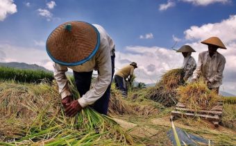 Kemarau Panjang Bikin Petani di Cianjur Kelimpungan, Biaya Pompa Air Membengkak hingga Terancam Gagal Panen