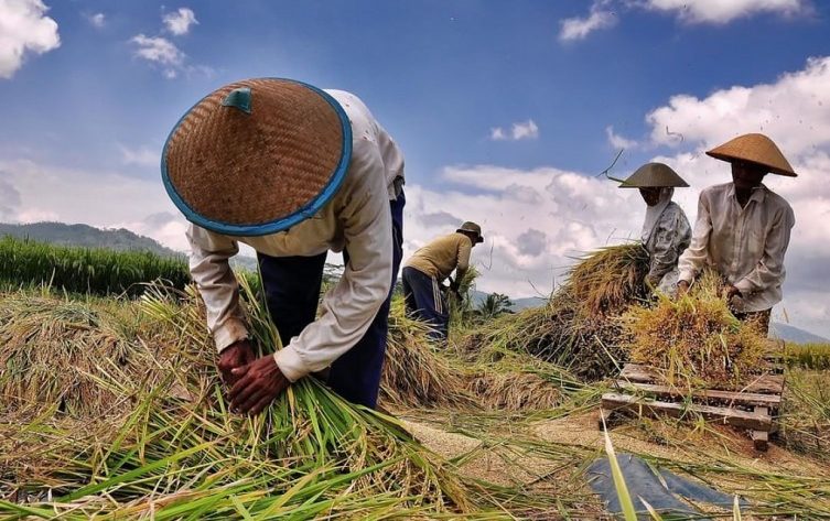 Kemarau Panjang Bikin Petani di Cianjur Kelimpungan, Biaya Pompa Air Membengkak hingga Terancam Gagal Panen