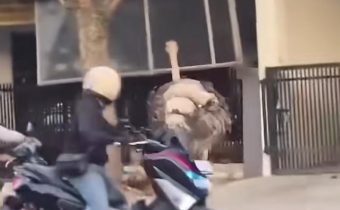Dua Burung Unta Berkeliaran di Jalan Bandung