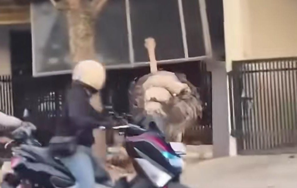 Dua Burung Unta Berkeliaran di Jalan Bandung