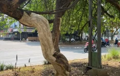 6 Pohon di Jalan Pahlawan Bandung Dikuliti, Pemkot Selidiki Pelaku