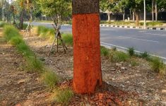 Pohon di Bandung Jadi Sasaran Perusakan, Sejumlah Pelaku Mulai Terungkap