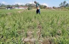 1.354 Hektare Sawah di Bekasi Kekurangan Air, Produksi Padi Terancam Turun