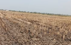 700 Hektare Sawah di Bekasi Tak Bisa Ditanami, Petani Keluhkan Kekeringan dan Tanggul Rusak