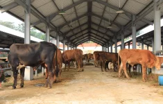 Pasar Hewan Jonggol Jadi Pusat Perdagangan Ternak, Tampung hingga 700 Sapi dan Kerbau