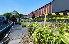 Pohon yang Ditebang di Jalan Riau Bandung Bakal Diganti, Pemkot Target Tanam Sebelum September