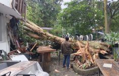 Pohon di Bandung Diawasi Ketat, DPKP Soroti Penebangan di Luar Jam Kerja