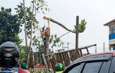 Tebang Pohon untuk Pelebaran Jalan, Pekerja di Depok Terjatuh dari Ketinggian 10 Meter