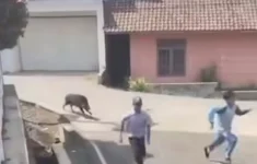 Babi Hutan Tiba-tiba Masuk Puskemas Cianjur, Pengunjung Panik Berhamburan