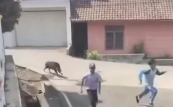Babi Hutan Tiba-tiba Masuk Puskemas Cianjur, Pengunjung Panik Berhamburan