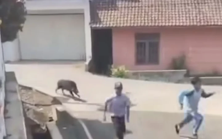 Babi Hutan Tiba-tiba Masuk Puskemas Cianjur, Pengunjung Panik Berhamburan